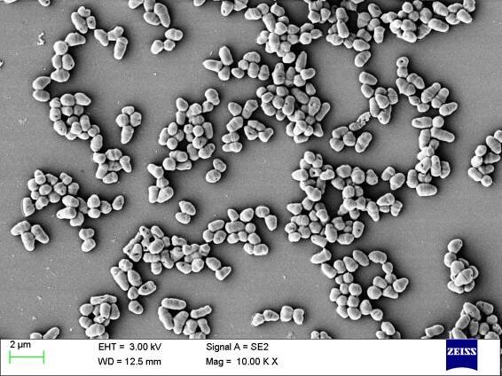 Corynebacterium glutamicum