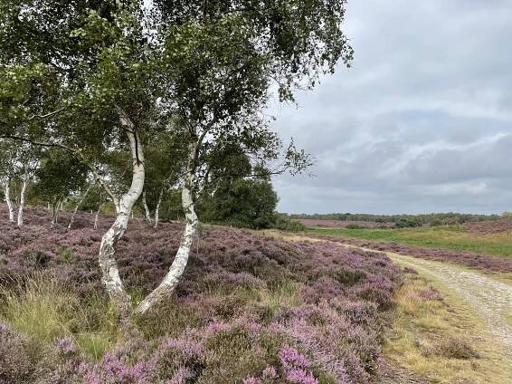 Westleton Heath Nature Reserve - Postcard from Suffolk