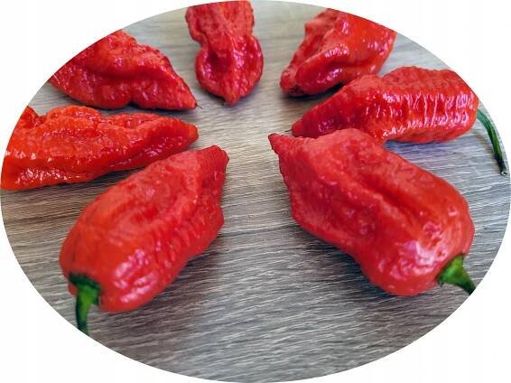 Jay's Red Ghost Scorpion semena chilli papriček HIT za 52.00CZK - Allegro