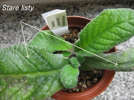 Splendidčiny pokojovky | STREPTOCARPUS - TOŘIVKA