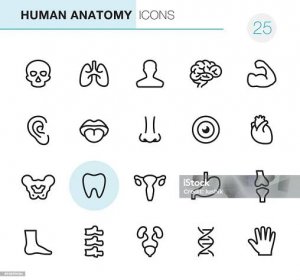 Anatomie člověka - Pixel Perfect ikony - Bez autorských poplatků Počítačová ikona - Ortografický symbol vektorové obrázky