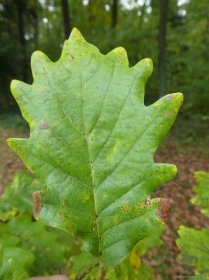 Dub zimní - list (Quercus petraea)