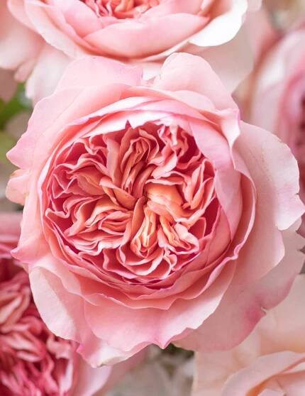 Phoebe - David Austin Wedding and Event Roses
