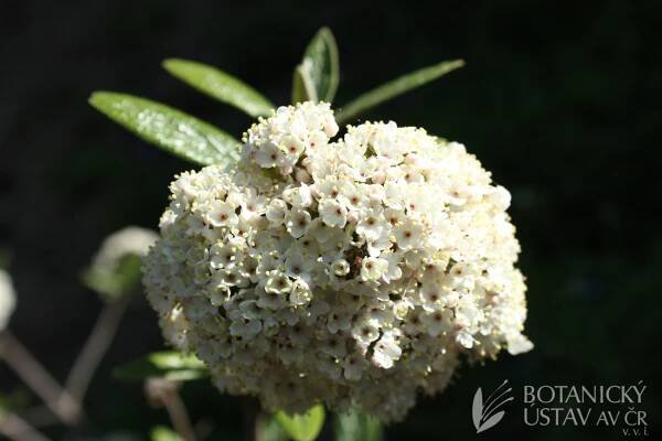 Viburnum x pragense - kalina pražská | Lukáš Hrdinka | Autoři | iBotky.cz