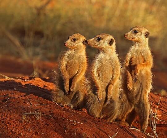Tswalu Kalahari, Jižní Afrika