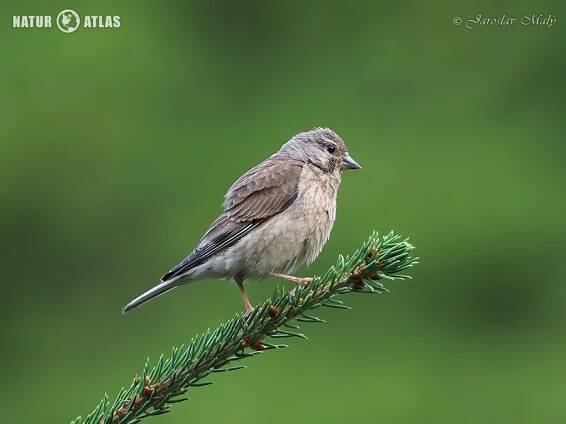 konopka obecná | NaturAtlas.cz