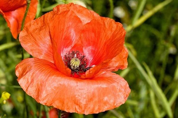 Mák vlčí (Papaver rhoeas)