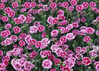 Dianthus-Pink-Kisses®©Selecta-One-7