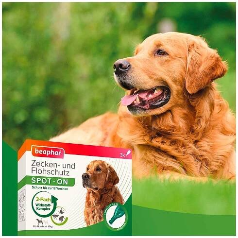 Pflegeprodukte für Hunde - Hund - Loesdau - Passion Pferdesport