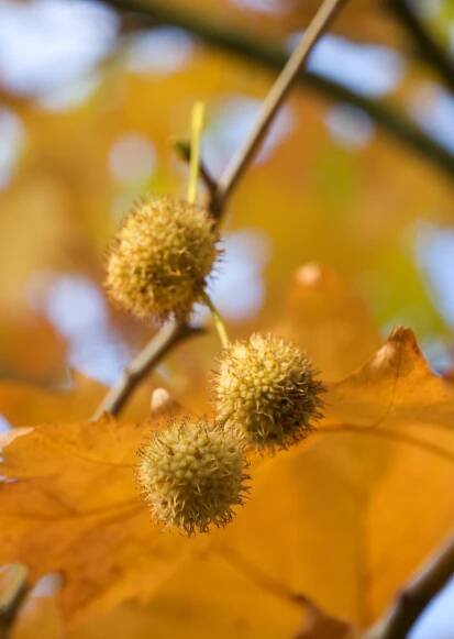Platanus x hispanica (acerifolia) ´Suttneri´ - platan javorolistý - plodenství 