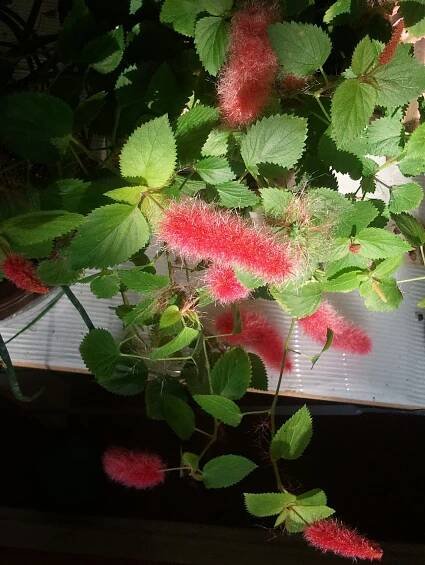 Acalypha pendula