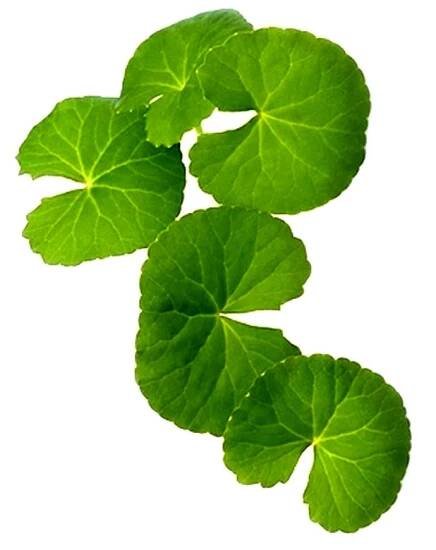 Pupečník asijský/Gotukola (Centella asiatica)﻿
