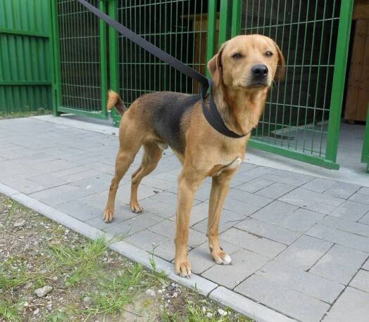 Psi k adopci z útulků, azylů a neziskových organizací