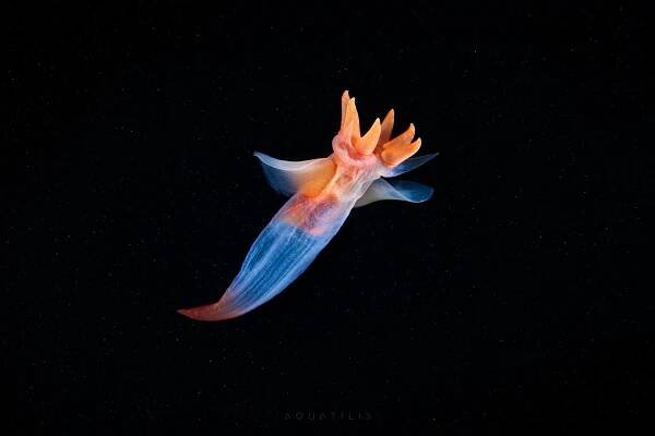 ISA 29 deep-sea-mining