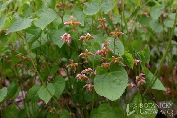 Epimedium alpinum - škornice alpská | Lukáš Hrdinka | Autoři | iBotky.cz
