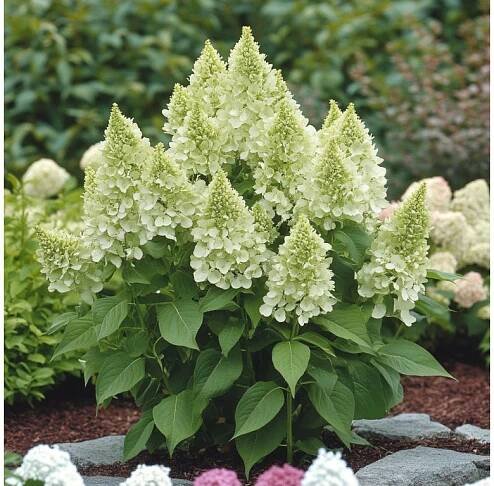 Hortenzie latnatá 'Mojito'® (Hydrangea paniculata 'Mojito'®)
