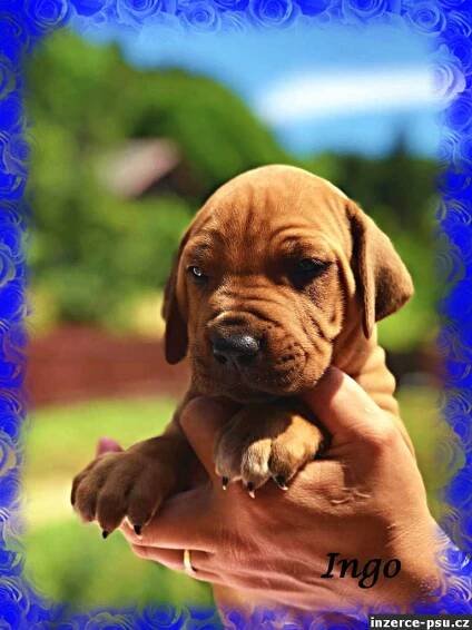 štěně Rhodéský ridgeback s PP