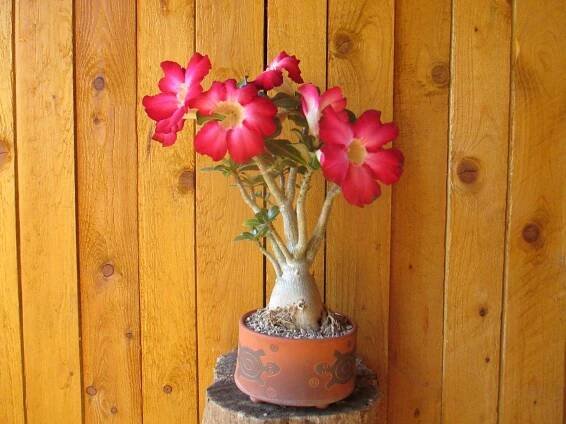 Adenium dhofarense ( Omán )