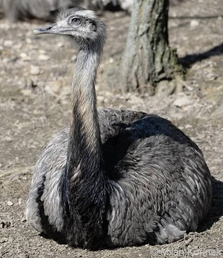 Obrázek - Rhea americana (nandu pampový) | BioLib.cz