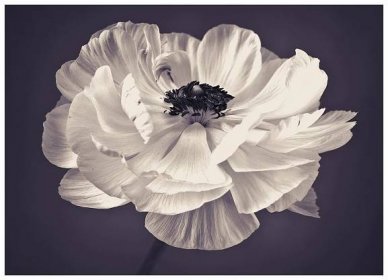 KATEBO Obraz - jedna květina 70x50 cm