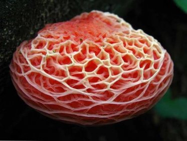 Nejkrásnější houby na světě / příroda | Užitečné tipy a zajímavé informace o jakémkoli tématu.