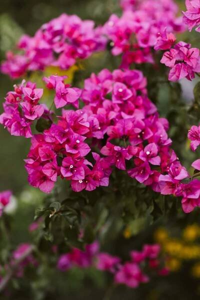 Bezplatný obrázek: Bugenvilea menší nebo květ (Bougainvillea glabra) narůžovělé okvětní lístky keř