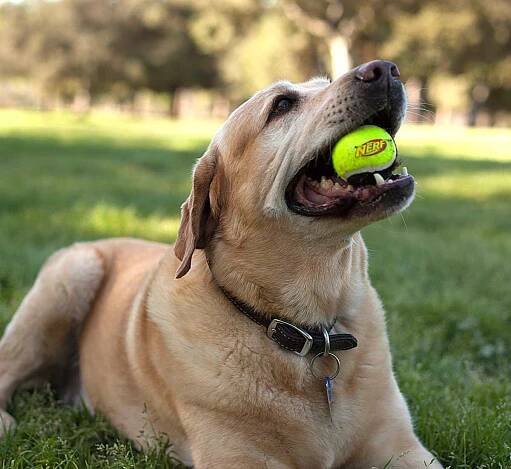 Community | NERF DOG | Gramercy Products – Our Values