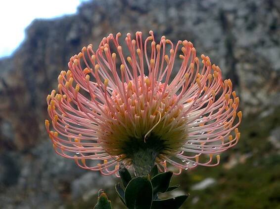 Leucospermum cordifolium