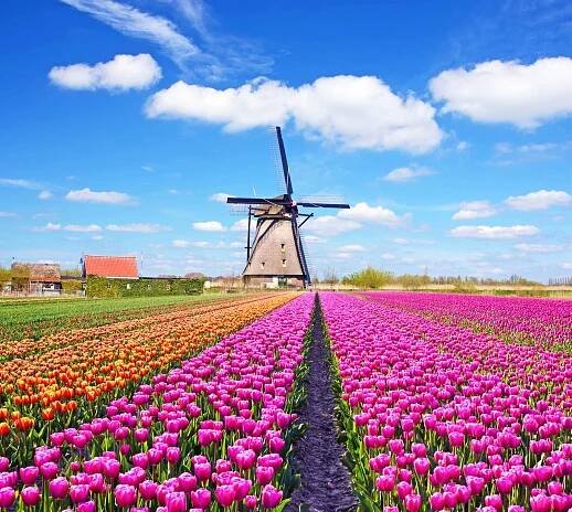 kouzelná krajina tulipánů a větrných mlýnů v nizozemsku. (relaxace, meditace, antistres - koncept) - keukenhof - stock snímky, obrázky a fotky