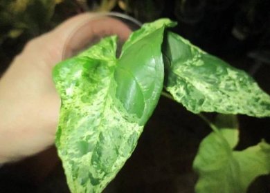 Syngonium: jak zajistit správnou péči o tropickou rostlinu? Tipy a 92 fotografií rostlin