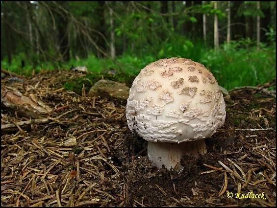 Muchomůrka růžovka (Amanita rubescens) - Atlas hub - naHoubach.cz