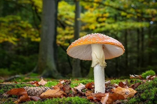 12. 10. 2019 – houbaření u Velké Bíteše, Zálesné Zhoře a Rapotic