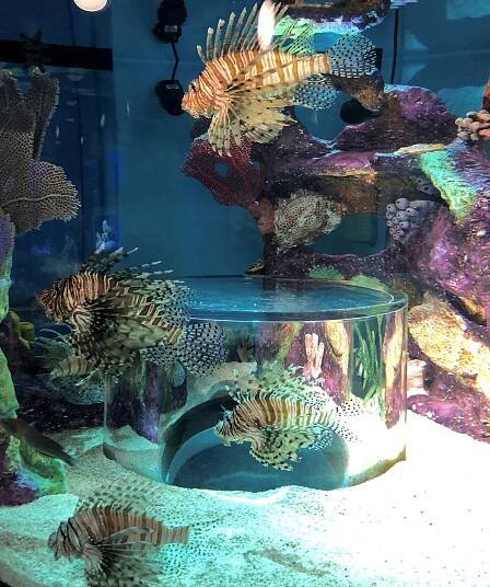 Branson Boardwalk Aquarium Lionfish