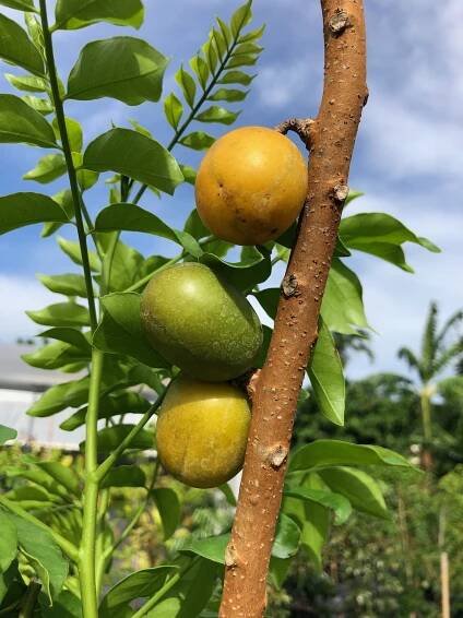 arbol de ciruela, hog plum