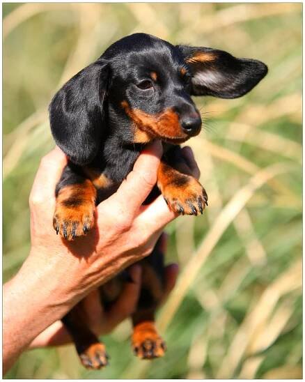 Miniature Dachshund Breeder