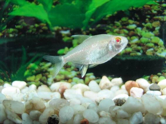 Hyphessobrycon pulchripinnis albino - Royanah Aquarium