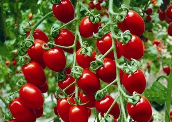 Rajče Cherry Strawberry F1: vlastnosti a popis odrůdy, recenze