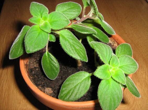 gesneriaceae, podpětovité, saintpaulia, STREPTOCARPUS | pěstování a množení
