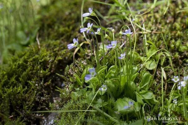 Tučnice křišťálová chlupatá (Pinguicula crystallina subsp hirtiflora)