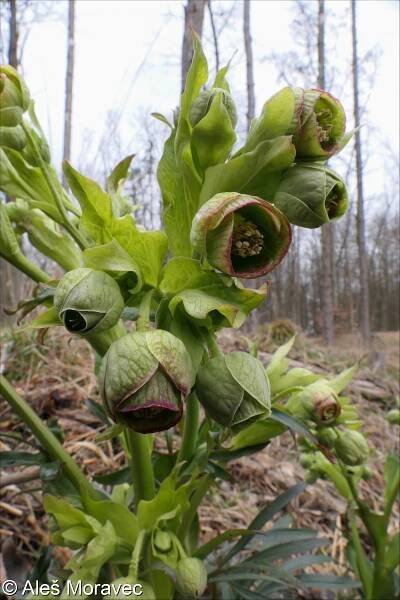 fotografie Helleborus foetidus (čemeřice smrdutá)