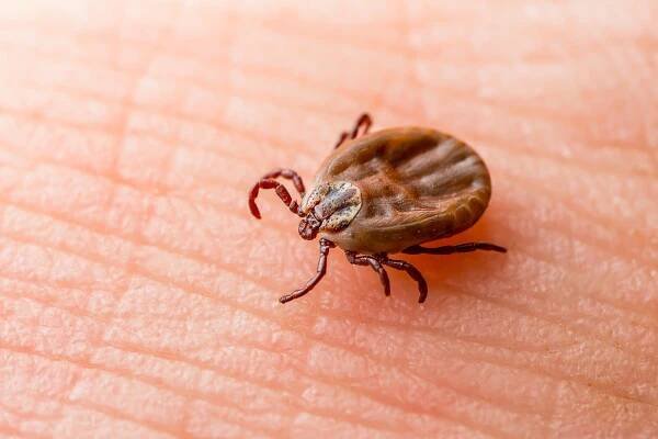 Vědci odhalí skrytou patu Achillovy paty Lyme Achilles - a jak ji využít