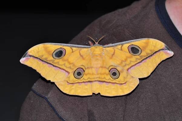 Antheraea celebensis