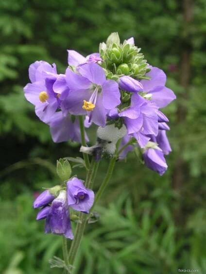 Jirnice modrá (Polemonium caeruleum)