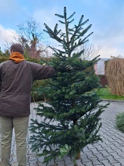 Vánoční stromky z městských lesů nabízí Domažlice, ve Kdyni už nemají kde řezat