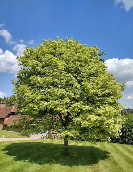 Acer platanoides 'Drummondii'