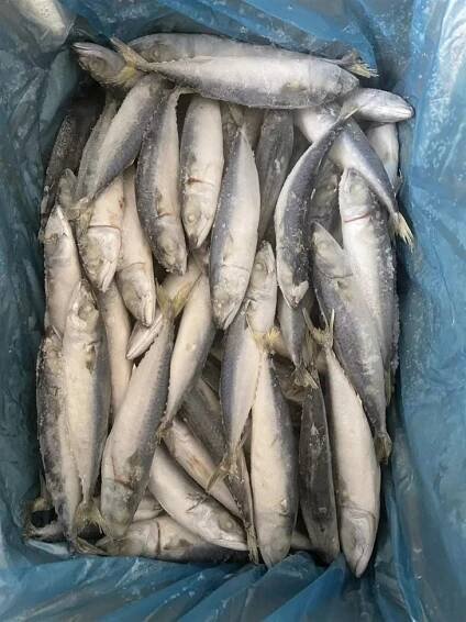 Seafood And Landfrozen Whole Round For Frozen Pacific Mackerel