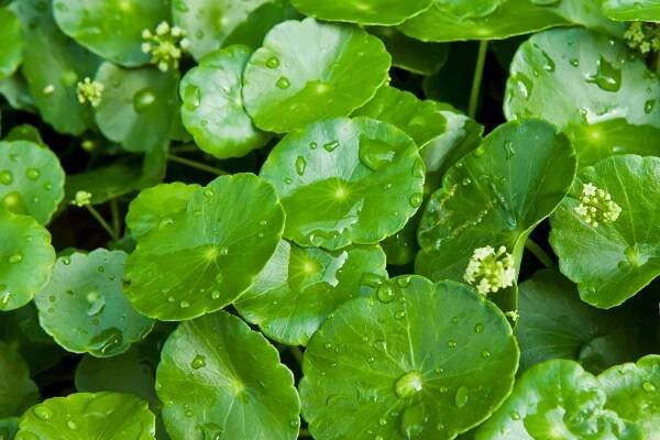 propiedades de la centella asiatica