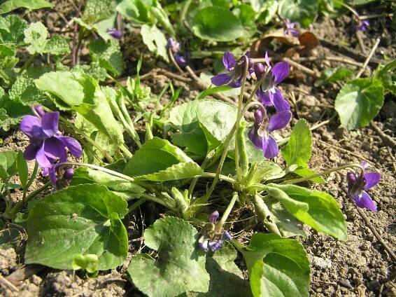 Soubor:Viola odorata1.JPG – Wikipedie