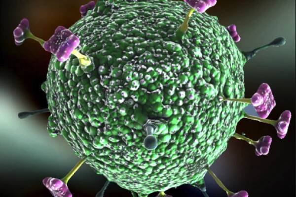 Deadly Nipah Virus: Here’s What You Need To Know