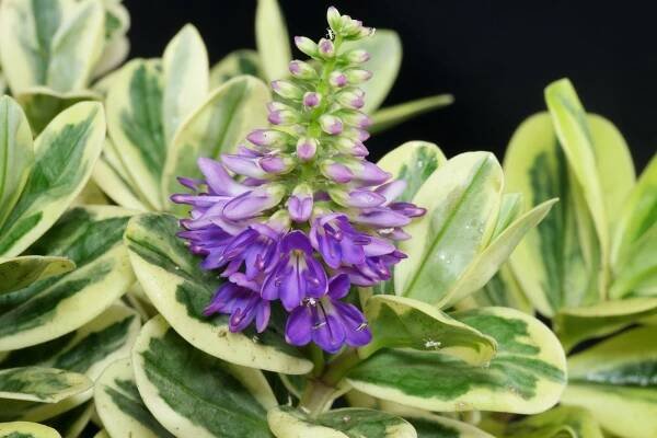 Hebe andersonii Classica
